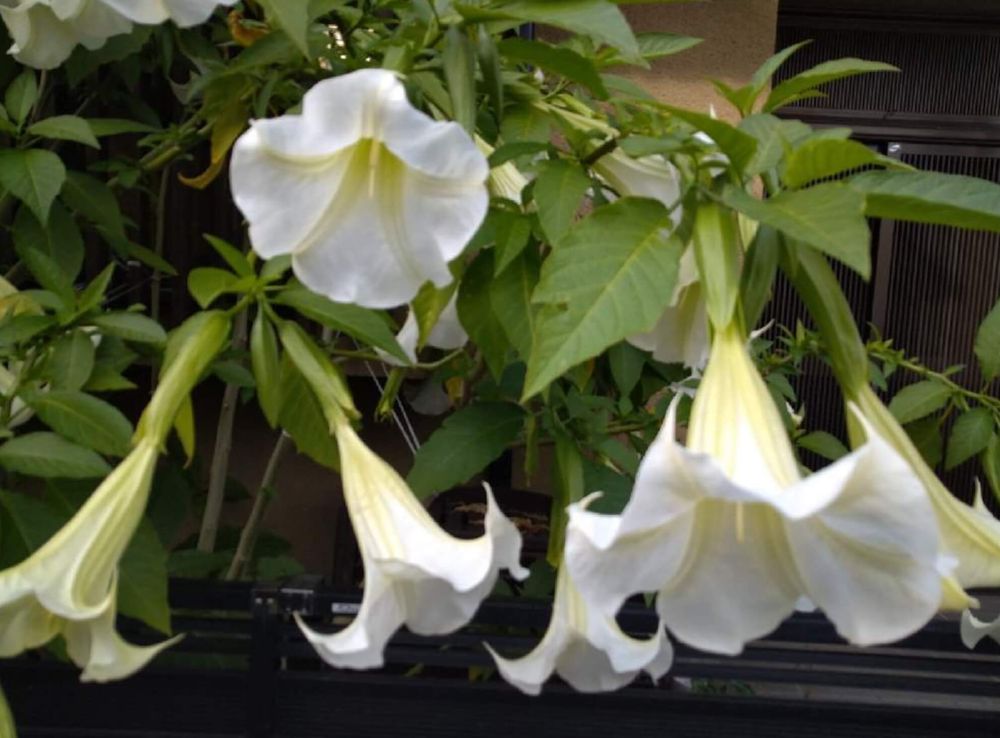 エンジェルストランペット