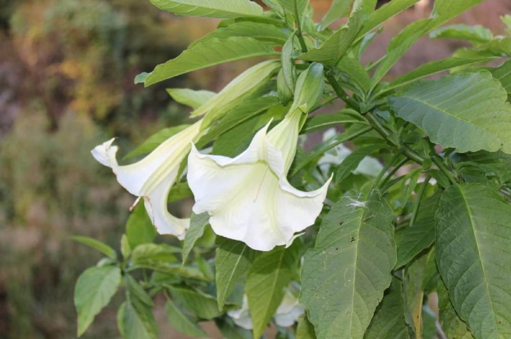 エンジェルストランペット