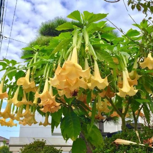 エンジェルストランペットの育て方 植え付けや植え替え 挿し木で増やせる Greensnap グリーンスナップ
