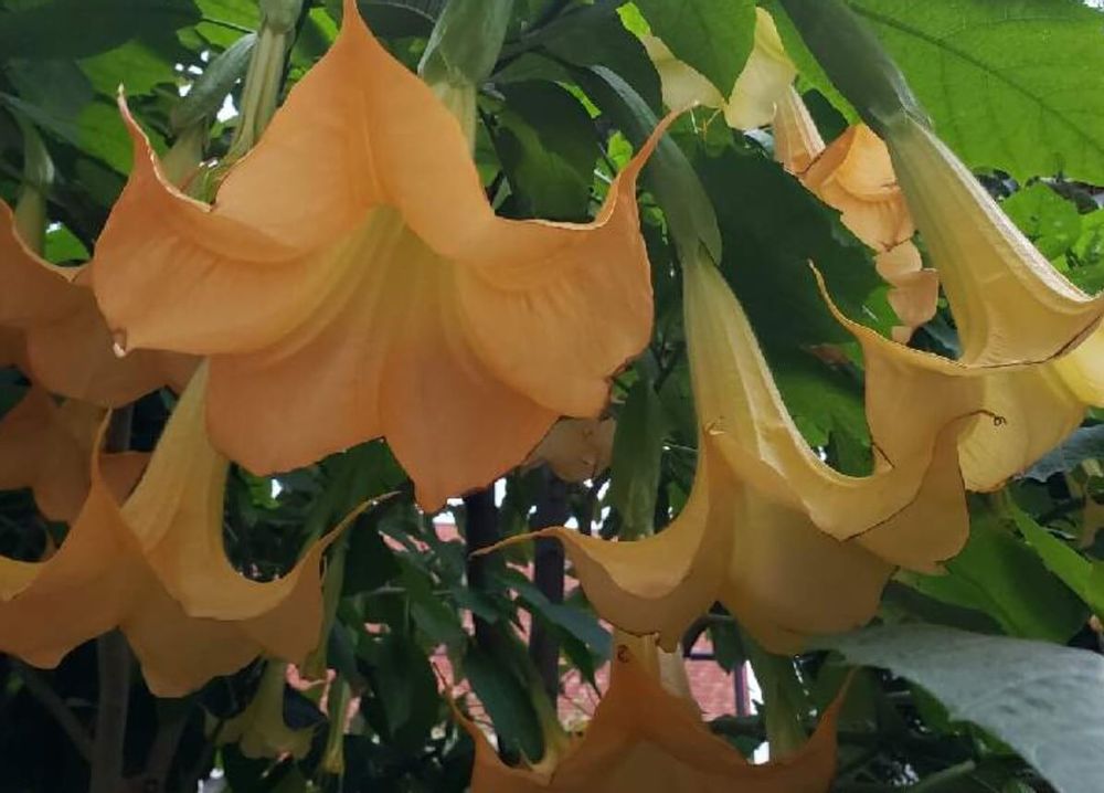 エンジェルトランペット