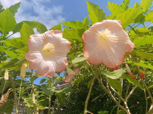 エンジェルストランペットの花言葉 花の特徴や種類 毒があるって本当 Greensnap グリーンスナップ