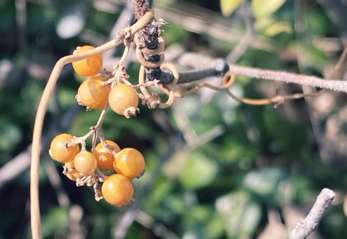ヘクソカズラの花言葉｜花の特徴や種類、どんな臭いがする