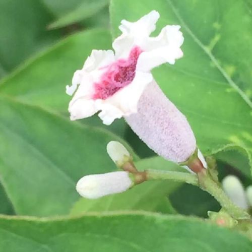 ヘクソカズラの花言葉 花の特徴や種類 どんな臭いがする Greensnap グリーンスナップ