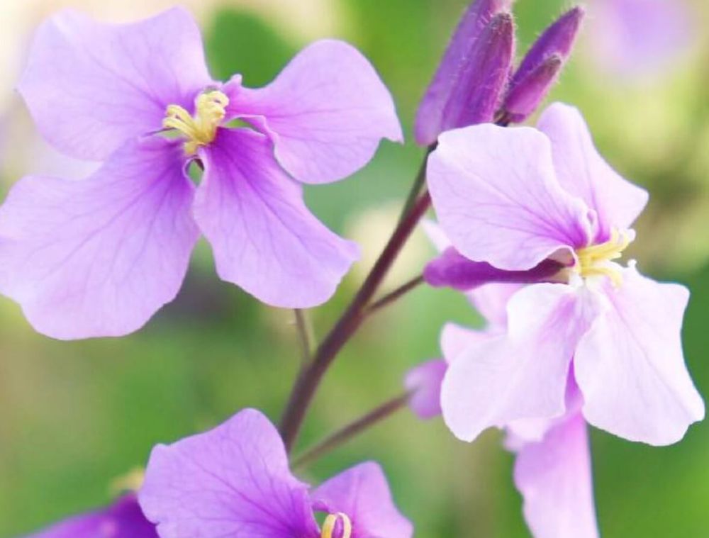 ムラサキハナナ