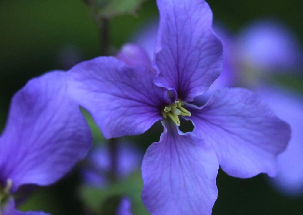 ムラサキハナナ