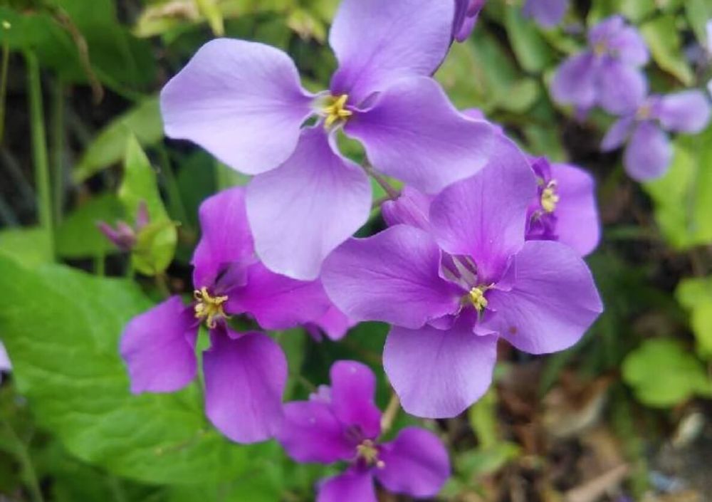 ムラサキハナナ