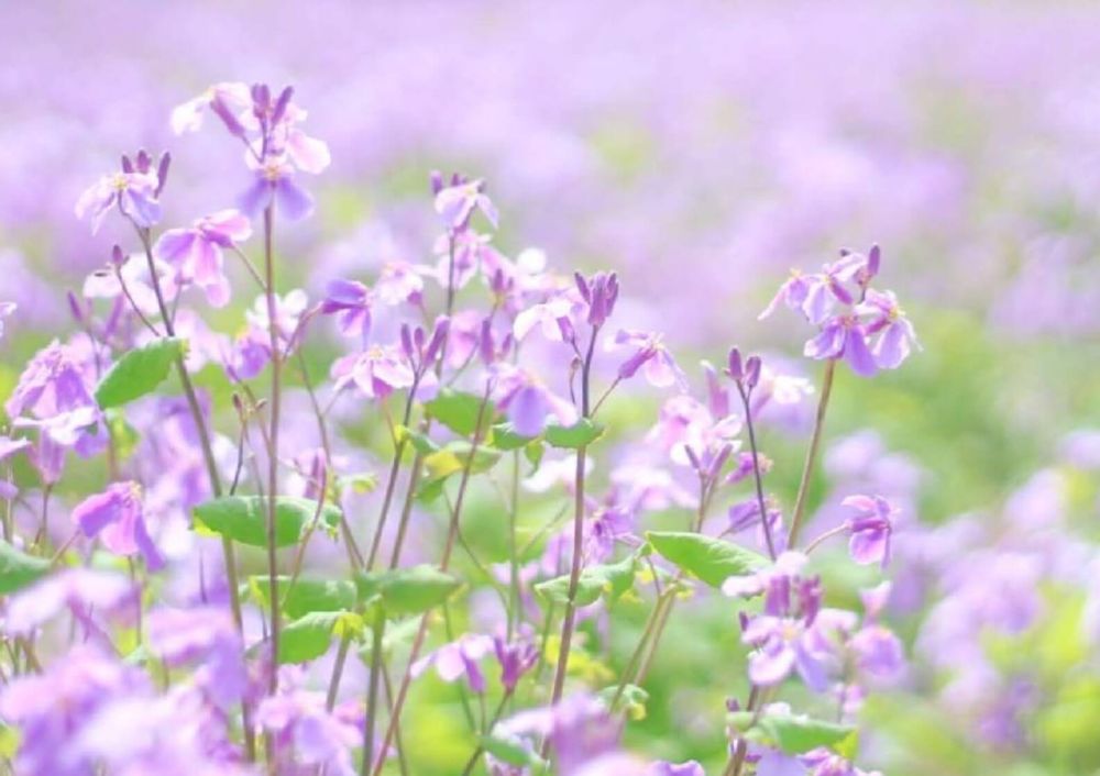 ムラサキハナナ