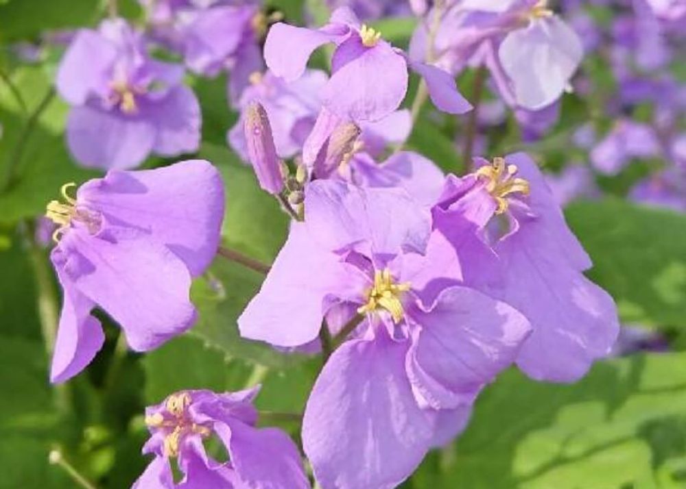 ムラサキハナナ