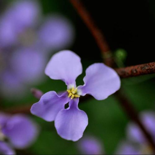 ムラサキハナナの花言葉 三国志の諸葛孔明が由来 花の特徴は Greensnap グリーンスナップ