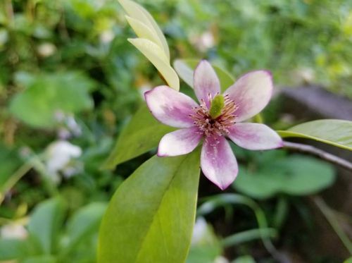 オガタマノキの育て方 植え付けや剪定の時期 挿し木や種まきで増やせる Greensnap グリーンスナップ