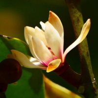 オガタマノキの育て方｜植え付けや剪定の時期、挿し木や種まきで増やせる？の画像