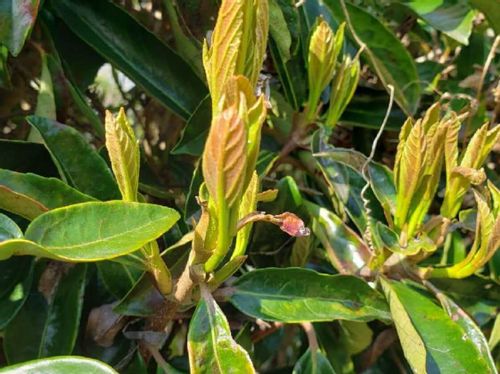 サンゴジュの育て方 花や実の特徴 剪定や挿し木の時期や方法 Greensnap グリーンスナップ