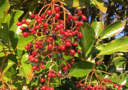 サンゴジュの育て方 花や実の特徴 剪定や挿し木の時期や方法 Greensnap グリーンスナップ