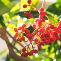 サンゴジュの育て方｜花や実の特徴、剪定や挿し木の時期や方法の画像