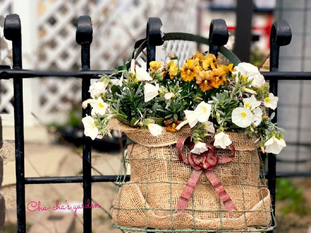 コンボルブルス