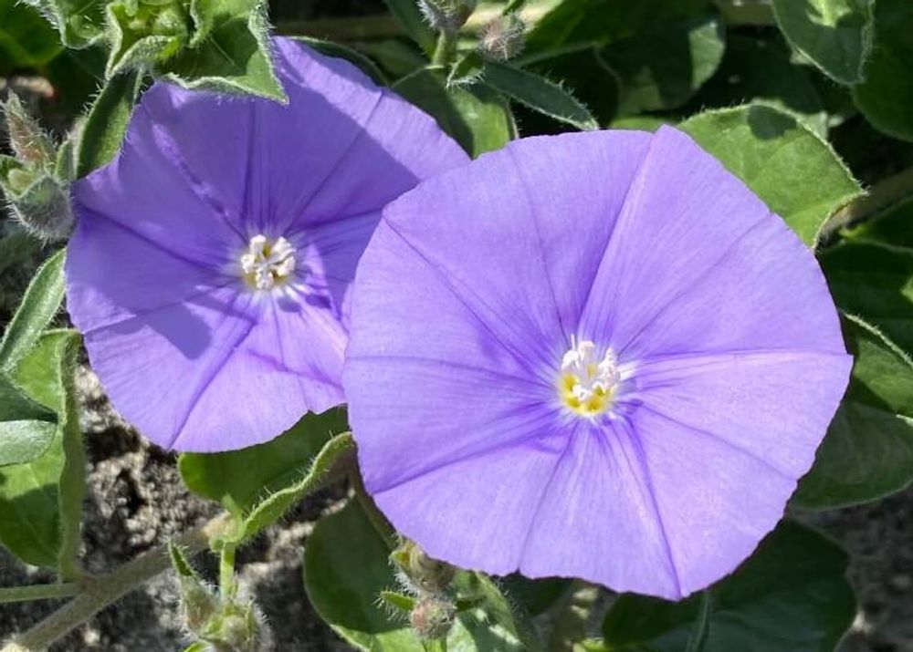 コンボルブルス