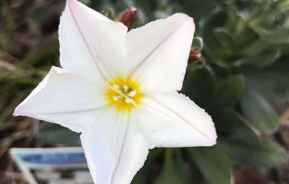 コンボルブルス