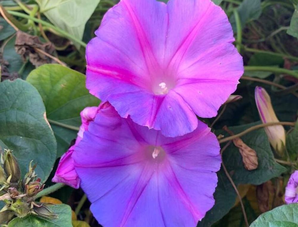 コンボルブルス