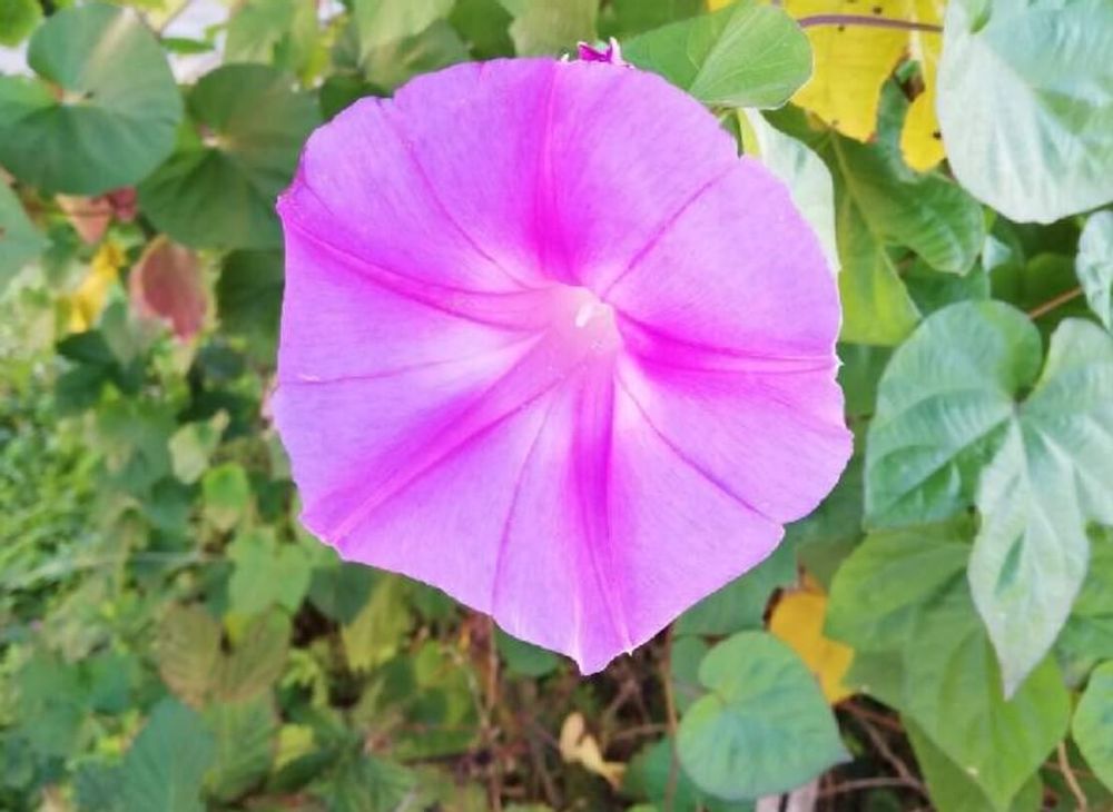 コンボルブルス