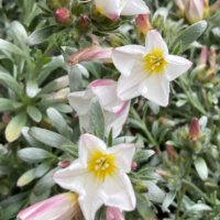 コンボルブルスの育て方｜鉢植えの植え付けや剪定、誘引の時期や方法は？の画像