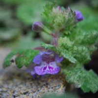 グレコマの育て方｜植え付けの時期や方法、剪定や誘引は必要？の画像