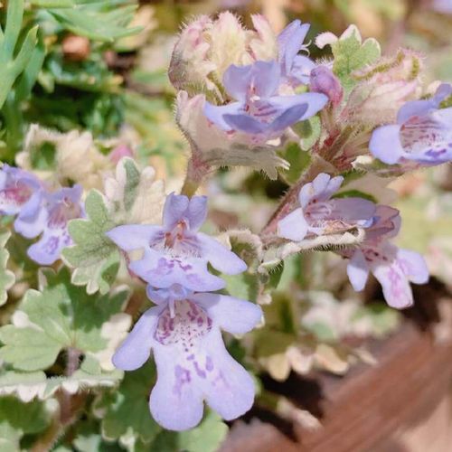グレコマの花言葉 花の特徴や種類 どんな効能があるハーブ Greensnap グリーンスナップ