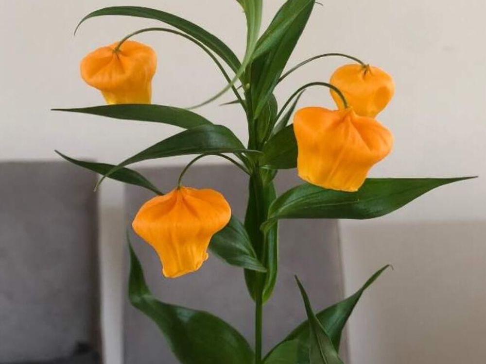 サンダーソニア(クリスマスベル)　オレンジ色の花