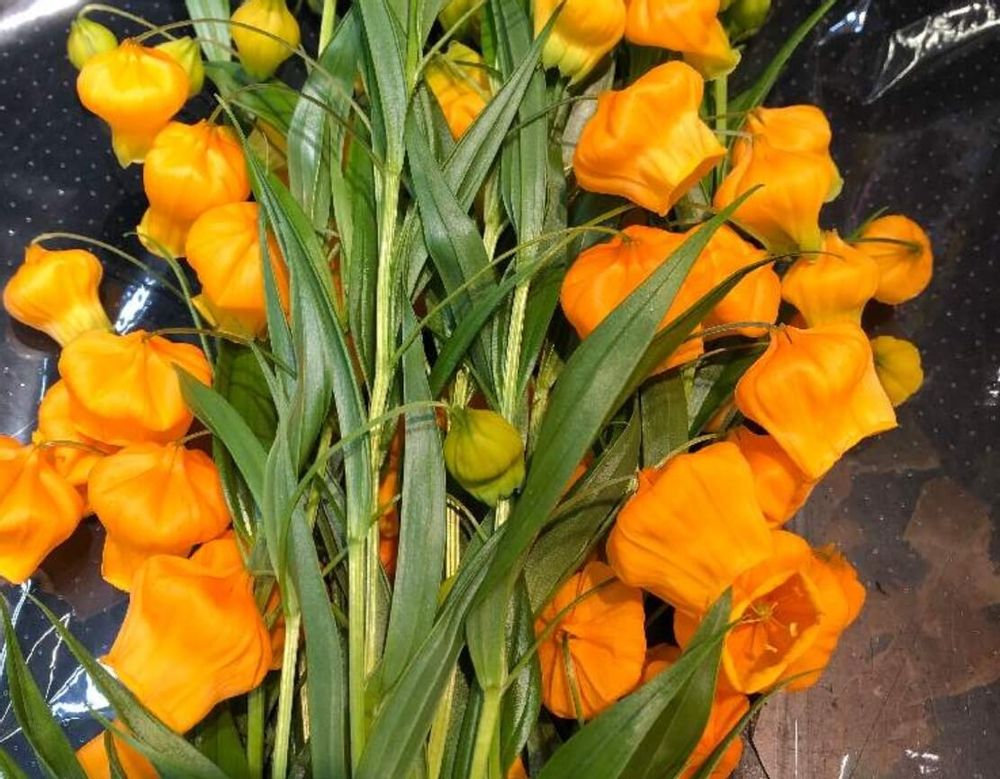 サンダーソニア(クリスマスベル)　オレンジ色の花　摘み取る