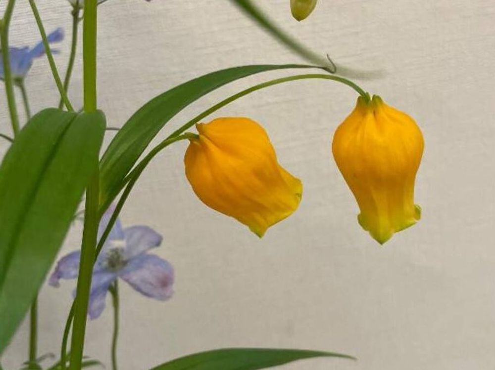 サンダーソニア(クリスマスベル)　黄色い花