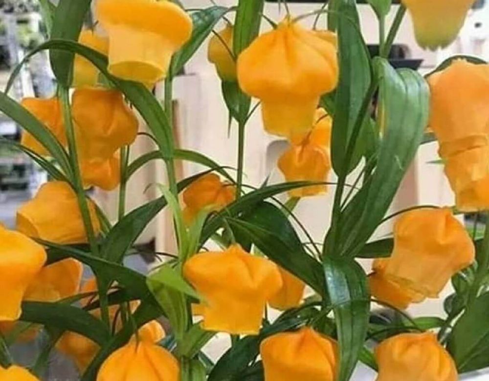 サンダーソニア(クリスマスベル)　オレンジ色の花