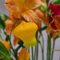 サンダーソニア(クリスマスベル)の育て方｜球根を植え付ける時期や増やし方は？の画像