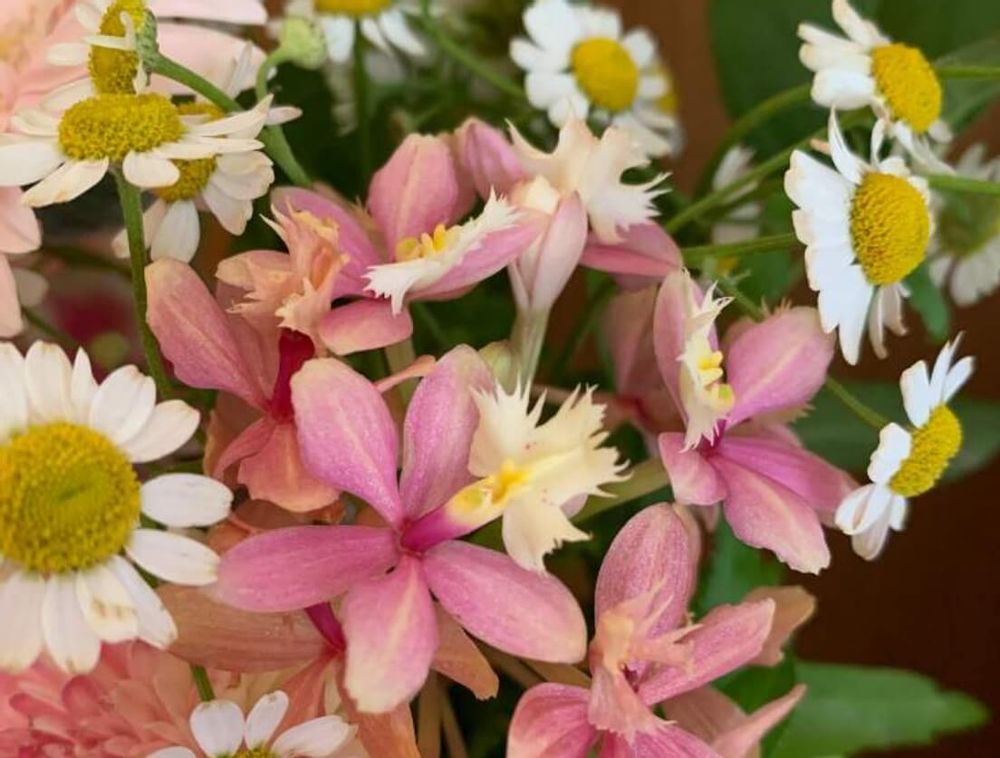 エピデンドラム