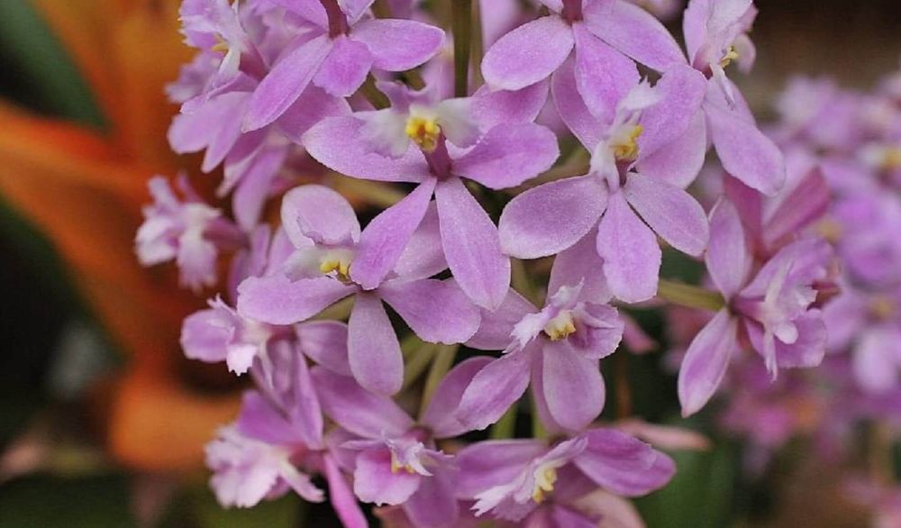 エピデンドラム