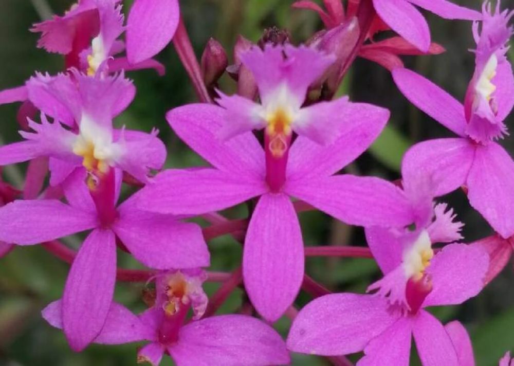 エピデンドラム