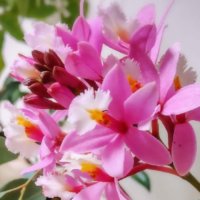 エピデンドラムの育て方｜水苔の植え付けや株分けの時期、冬の管理方法は？の画像