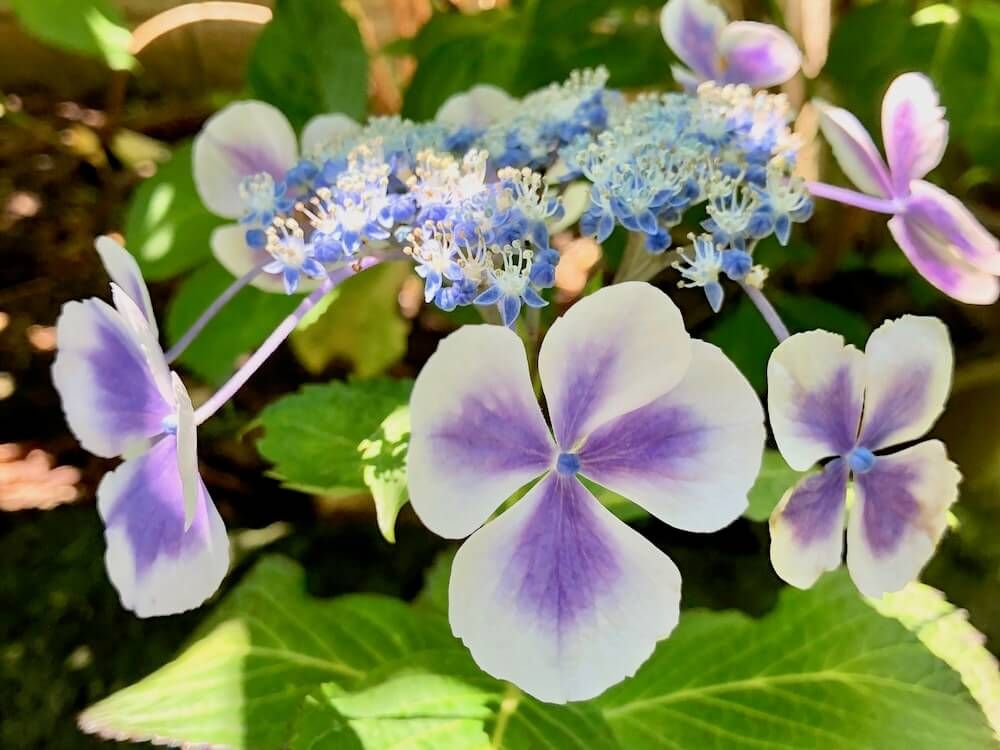 アジサイ　紫式部