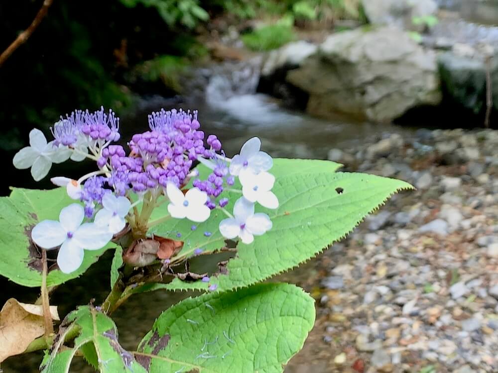 レア 紫陽花 ゼブラ☆ 希少品種 - 植物/観葉植物