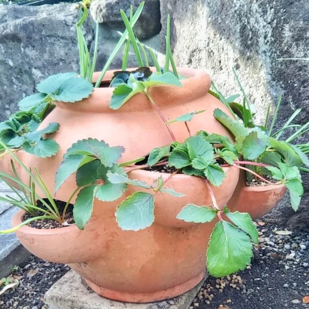 未使用 素焼き テラコッタ鉢 ストロベリーポット イギリス製 - 植物 
