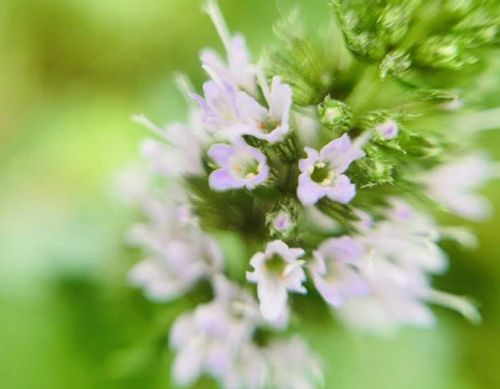 ペパーミントの育て方 植え付けや種まきの時期 株分けや挿し木での増やし方は Greensnap グリーンスナップ ペパーミントの育て方 植え付けや種まきの時期 株分けや挿し木での増やし方は Greensnap グリーンスナップ