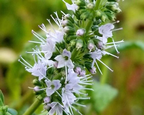 ペパーミントの育て方 植え付けや種まきの時期 株分けや挿し木での増やし方は Greensnap グリーンスナップ