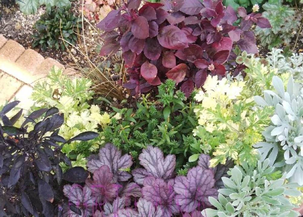 アルテルナンテラ