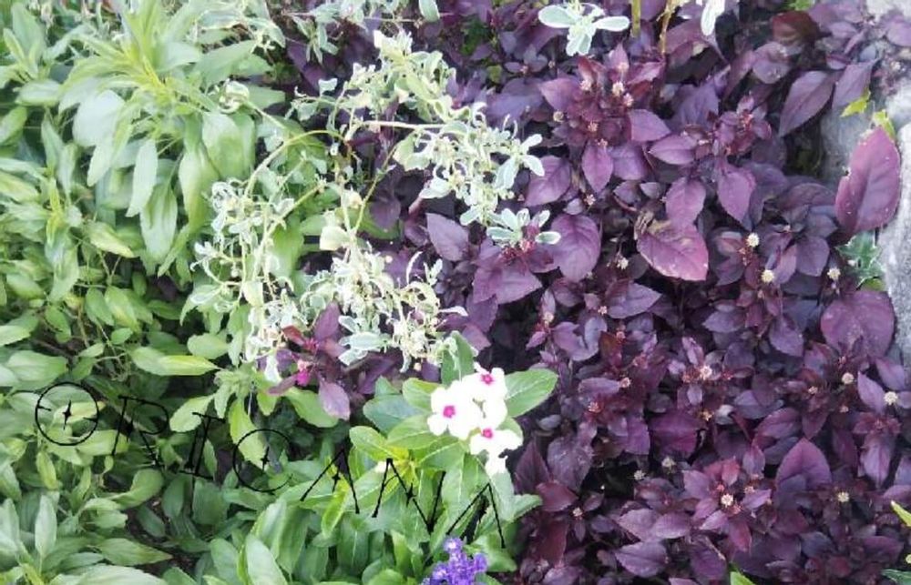 アルテルナンテラ