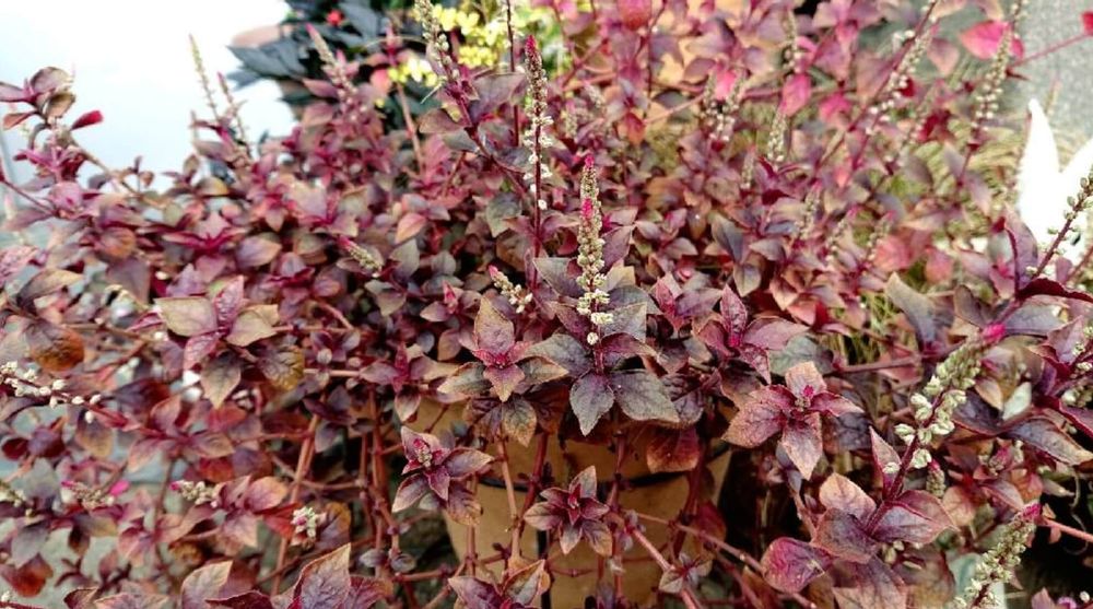 アルテルナンテラ