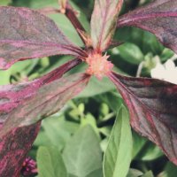 アルテルナンテラの育て方｜植え付けの時期や増やし方、半日陰でも育てられる？の画像