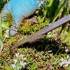 畑やお庭の雑草に！草消滅シリーズですっきり菜園ライフを送ろう♫の画像