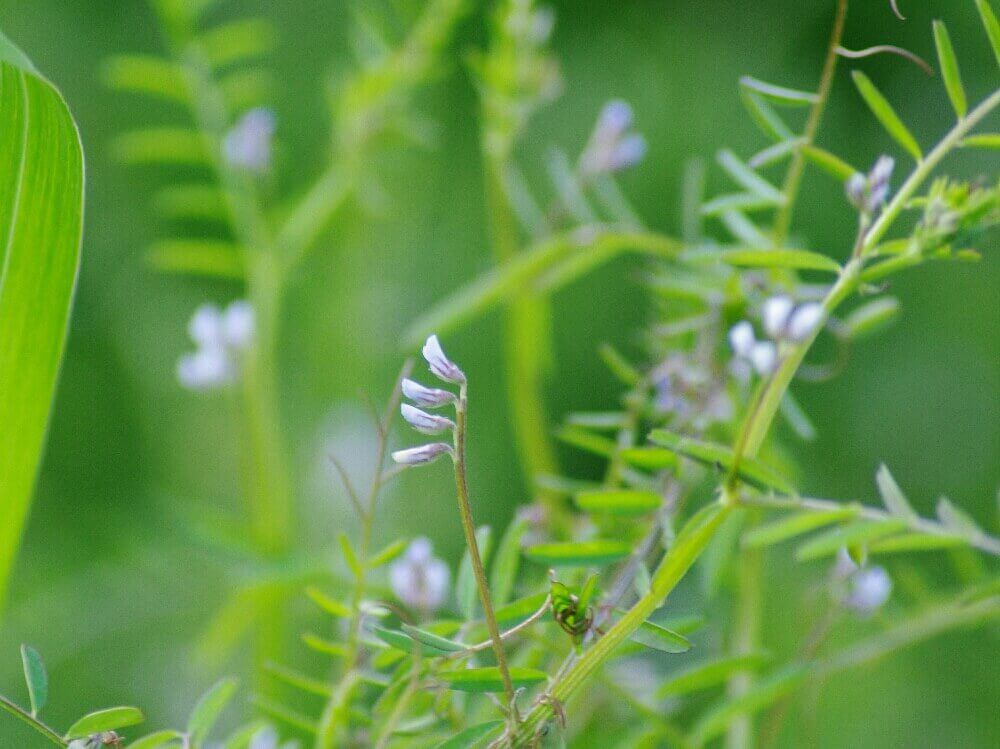 スズメノエンドウ