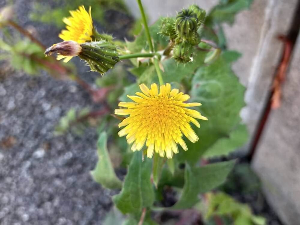 野芥子　ノゲシ