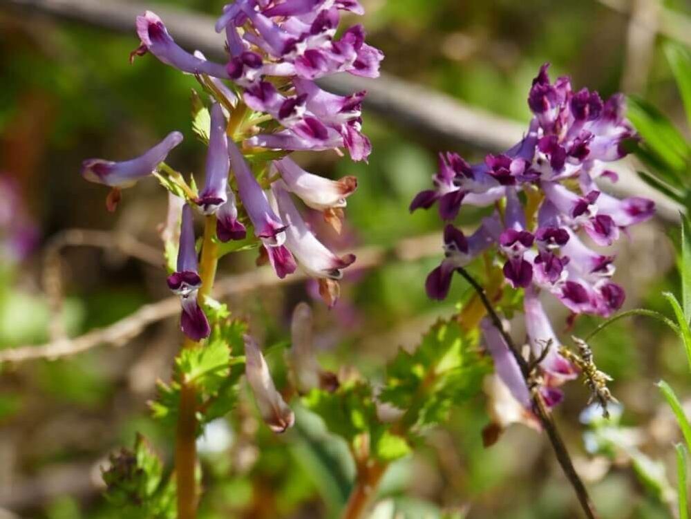 ムラサキケマン