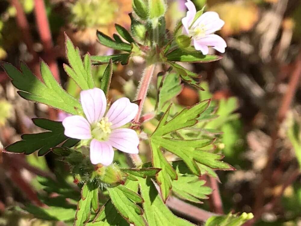 アメリカフウロ