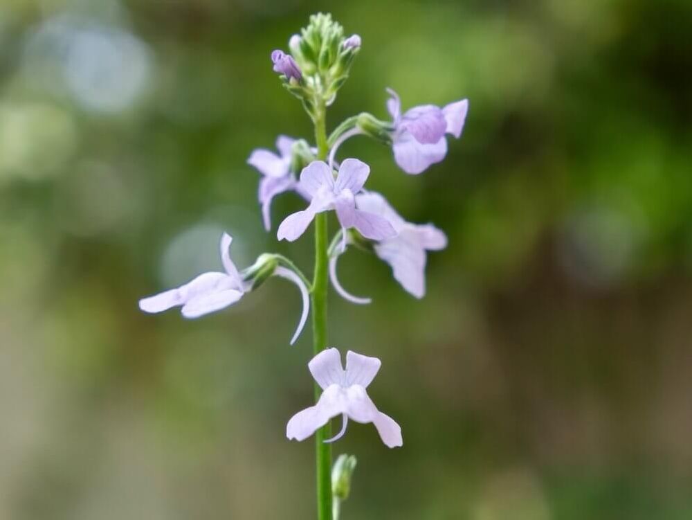 マツバウンラン